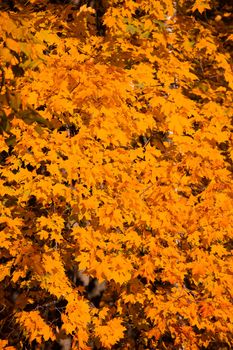 Beautiful nature background of orange autumn maple tree leaves