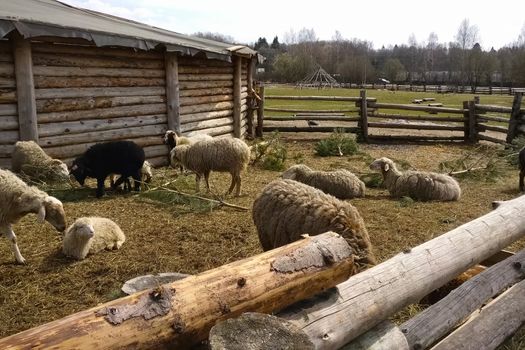 Sheep in the paddock on the farm. Breeding sheep on the farm and feeding hay.