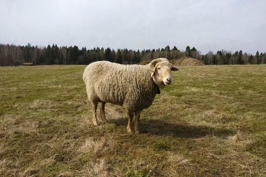 Sheep in the paddock on the farm. Breeding sheep on the farm and feeding hay.