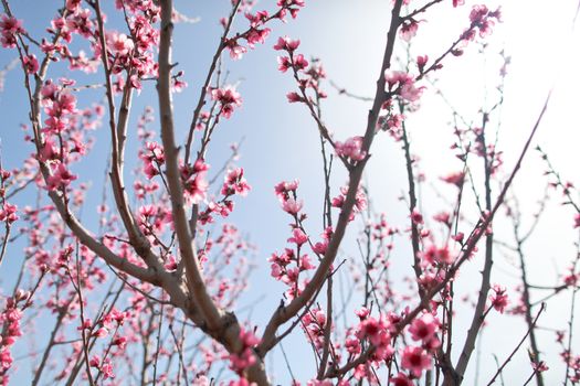 View of field with flowering peach trees at sunny spring day over blue sky. Close-up blossoming. Texture of pink flowers.