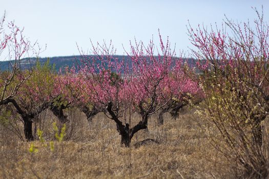 View of field with flowering peach trees at sunny spring day over blue sky. Close-up blossoming. Texture of pink flowers.