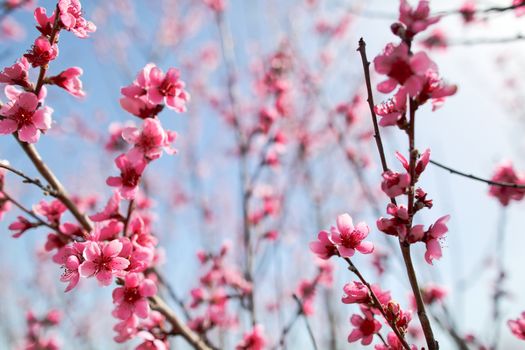 View of field with flowering peach trees at sunny spring day over blue sky. Close-up blossoming. Texture of pink flowers.