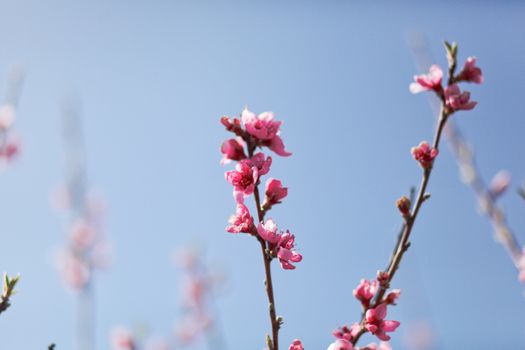 View of field with flowering peach trees at sunny spring day over blue sky. Close-up blossoming. Texture of pink flowers.