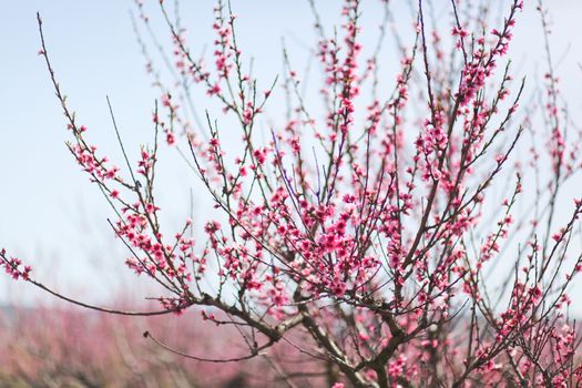 View of field with flowering peach trees at sunny spring day over blue sky. Close-up blossoming. Texture of pink flowers.