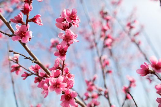 View of field with flowering peach trees at sunny spring day over blue sky. Close-up blossoming. Texture of pink flowers.