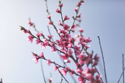 View of field with flowering peach trees at sunny spring day over blue sky. Close-up blossoming. Texture of pink flowers.