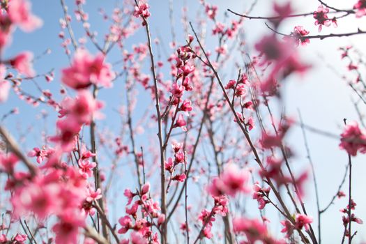 View of field with flowering peach trees at sunny spring day over blue sky. Close-up blossoming. Texture of pink flowers.