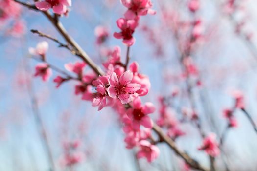 View of field with flowering peach trees at sunny spring day over blue sky. Close-up blossoming. Texture of pink flowers.