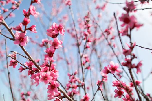 View of field with flowering peach trees at sunny spring day over blue sky. Close-up blossoming. Texture of pink flowers.