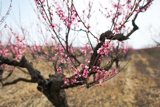 View of field with flowering peach trees at sunny spring day over blue sky. Close-up blossoming. Texture of pink flowers.