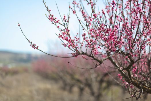 View of field with flowering peach trees at sunny spring day over blue sky. Close-up blossoming. Texture of pink flowers.