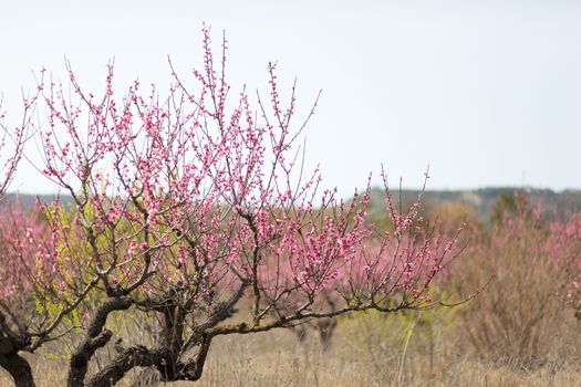 View of field with flowering peach trees at sunny spring day over blue sky. Close-up blossoming. Texture of pink flowers.