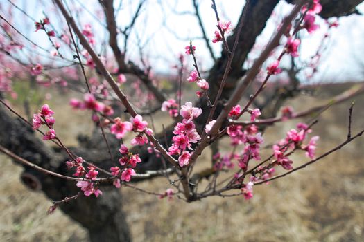 View of field with flowering peach trees at sunny spring day over blue sky. Close-up blossoming. Texture of pink flowers.