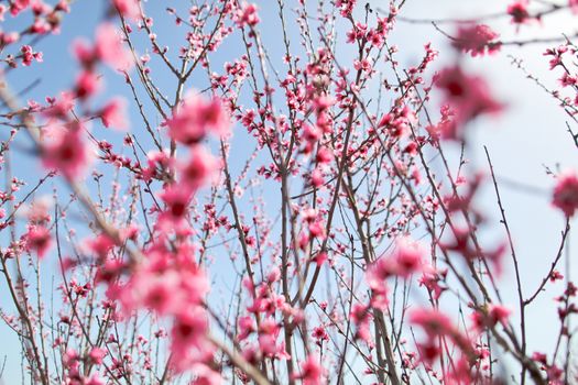View of field with flowering peach trees at sunny spring day over blue sky. Close-up blossoming. Texture of pink flowers.