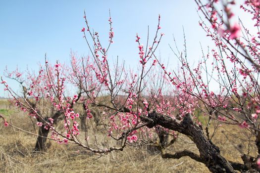 View of field with flowering peach trees at sunny spring day over blue sky. Close-up blossoming. Texture of pink flowers.