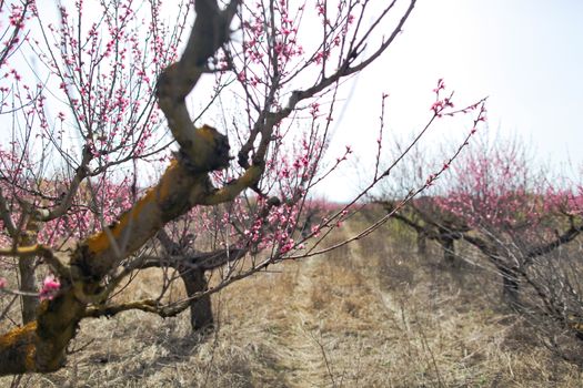 View of field with flowering peach trees at sunny spring day over blue sky. Close-up blossoming. Texture of pink flowers.