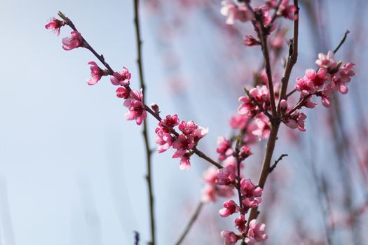View of field with flowering peach trees at sunny spring day over blue sky. Close-up blossoming. Texture of pink flowers.