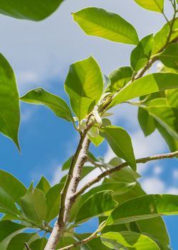 Look up view of blooming Cananga odorata Ylang-ylang flower under cloud blue sky. Blooming fragrant cananga, or perfume tree known as a tropical plant that native to India