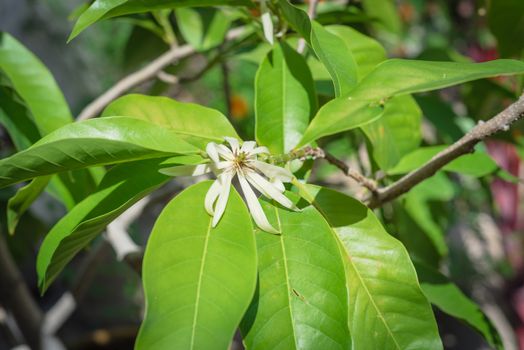 Blossom Cananga odorata Ylang-ylang flower at pagoda near Dallas, Texas, America. Close up blooming fragrant cananga, or perfume tree known as a tropical plant that native to India