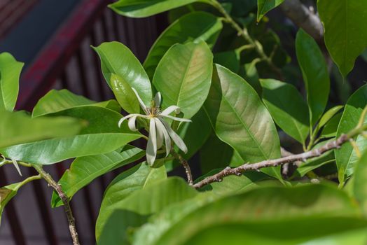 Blooming Cananga odorata Ylang-ylang flower near metal fence in Dallas, Texas, America. Blooming fragrant cananga, or perfume tree known as a tropical plant that native to India