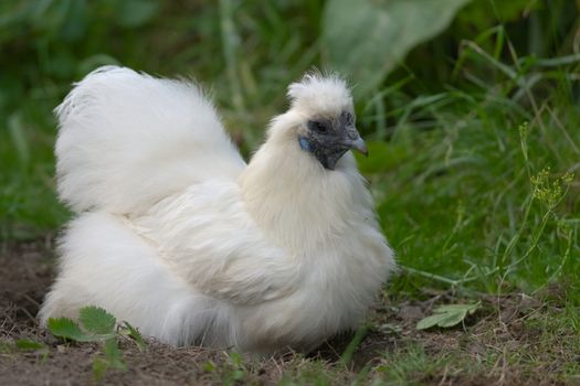 2 - A dust bath has been made and is used by this pet bantam silkie chicken in a garden.