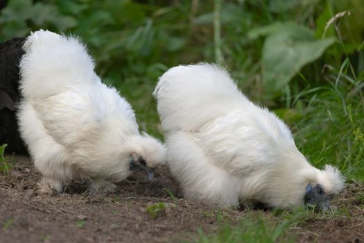 3 - In a garden, two silkie pet bantam chickens forage for food and grubs amongst grass and mud.