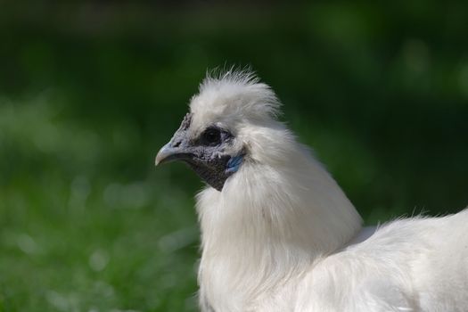 4 - Portrait side profile of a pet bantam silkie chicken lit by sunlight.
