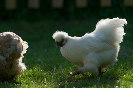 5 - Strong sunset back light on this pet silkie chicken gives a strong halo rim light, so its white fluffy feathers stand out as it walks.