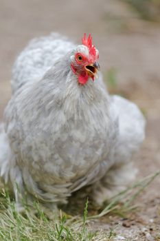 The vibrant red wattle and comb of this healthy grey peking bantam pet chicken stand out as it makes a lot of noise whilst walking. Clucking squawk.