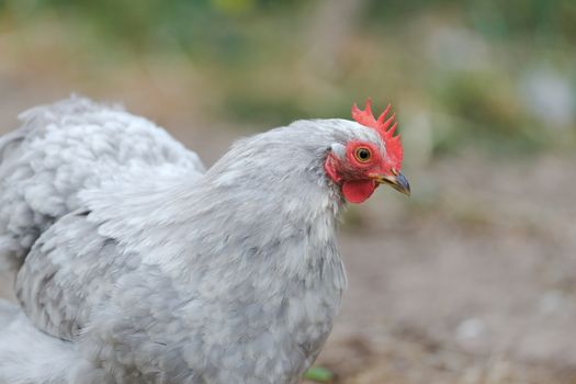 Light grey colored feathers texture this pet pekin bantam small chicken breed, as it looks to the right. Very detailed red comb and wattle.