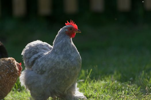 Warm evening sunlight highlights the edges of this small light grey pekin bantam pet chicken. Shines through and illuminates wattle and comb.