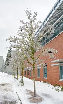 Freezing rain - extreeme weather conditions. Ice covered trees and office building on overcast sky background.