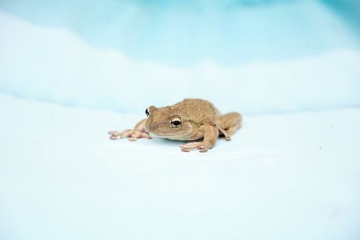 Cuban Tree Frog Osteopilus septentrionalis hangs on an areca palm in tropical Florida.