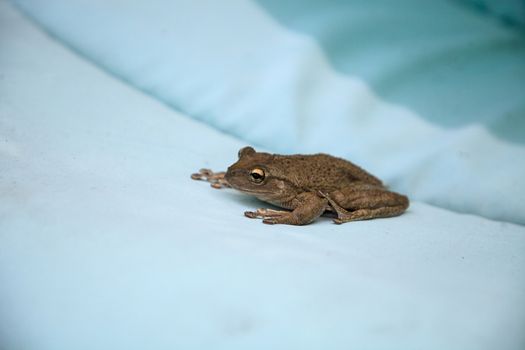 Perched on a blue cushion, a Cuban Tree Frog Osteopilus septentrionalis takes a rest in tropical Florida.