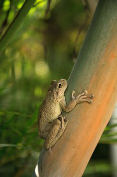 Cuban Tree Frog Osteopilus septentrionalis hangs on an areca palm in tropical Florida.