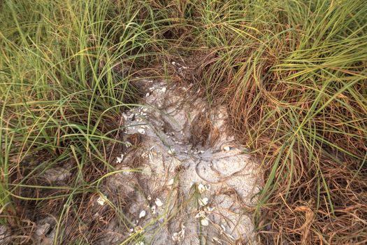 Hatched nest of turtle egg shells at Delnor Wiggins State Park in Naples, Florida.