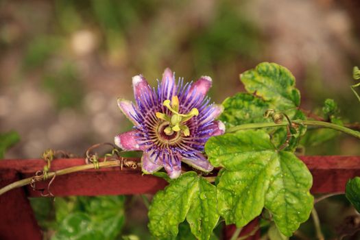 Purple blue passion flower vine plant Passiflora caerulea in bloom in a Naples, Florida tropical garden.