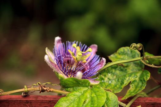 Purple blue passion flower vine plant Passiflora caerulea in bloom in a Naples, Florida tropical garden.