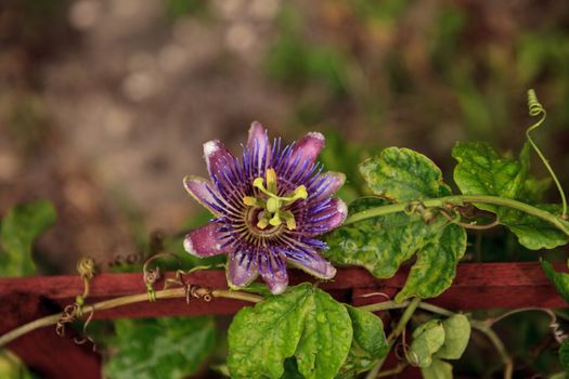 Purple blue passion flower vine plant Passiflora caerulea in bloom in a Naples, Florida tropical garden.