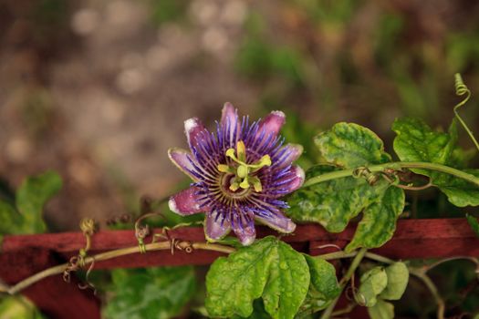 Purple blue passion flower vine plant Passiflora caerulea in bloom in a Naples, Florida tropical garden.