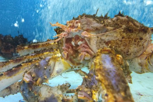 A large crab at the bottom of the aquarium. Crab near close-up.