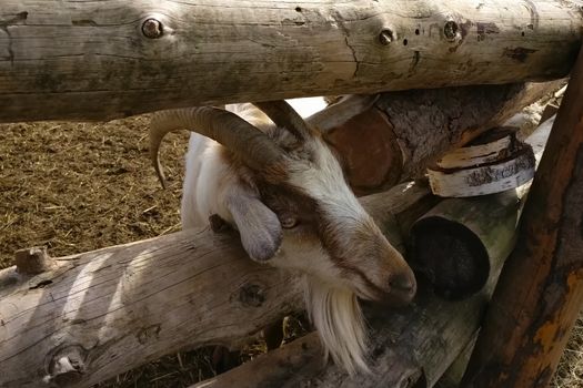 The goat was worth it. Goat content on the farm.