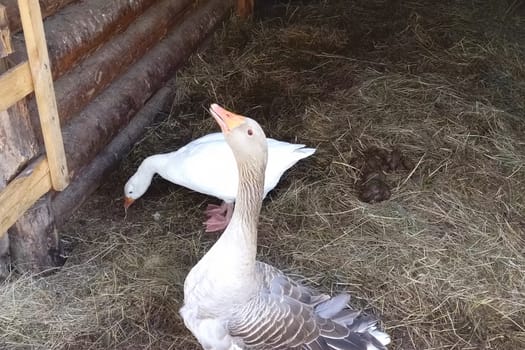 Two geese walk around the farmhouse. White and gray goose.