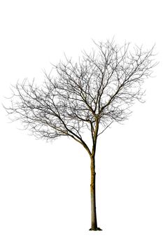 Dry tree isolate on white with clipping path
