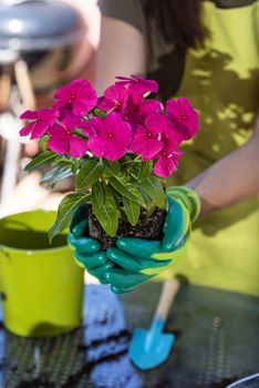 A young new plant growing in hands at home terrace