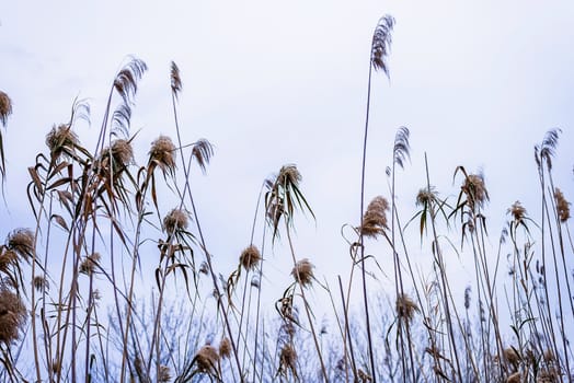 Low angle view of a wheat ears in field.