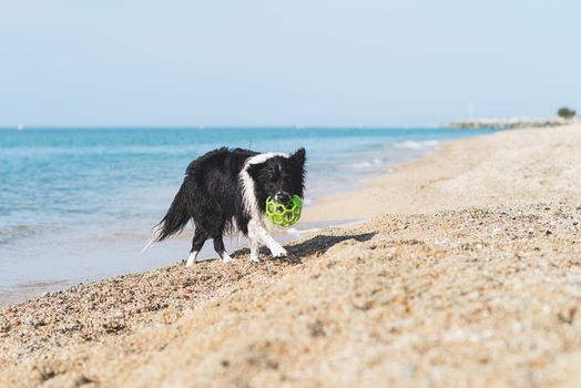 border collie dog with ball in mouth while running on the beach