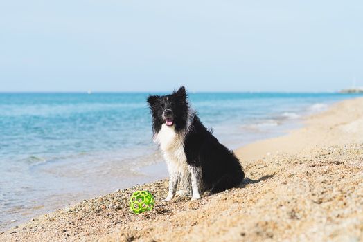 border collie dog with ball in mouth while sitting on the beach