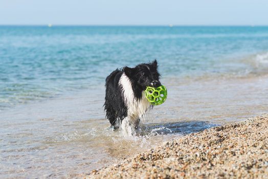 border collie dog with ball in mouth while running on the beach