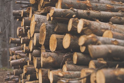 Pile of chopped tree trunks in winter forest